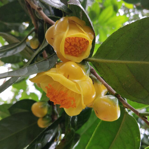 广西野生金花茶树苗