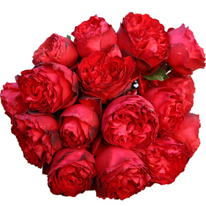 茶花女红色月季大苗切花 欧月包子灌木盆栽强香 高档庭院别墅植物