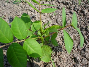 名贵药材 蛇灭门苗盆栽 灭蛇草 驱蛇草望江南庭院家种植花卉植物