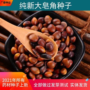 新货大皂角种子皂刺树种子刺树种子造刺树种子结刺树种子包邮