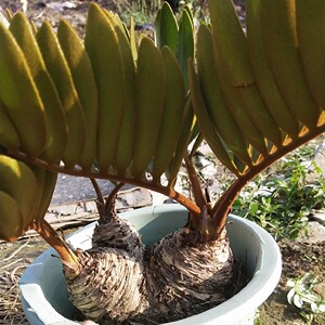 多头墨西哥铁树办公室内盆景盆栽四季常青绿植吸甲醛净化空气包邮