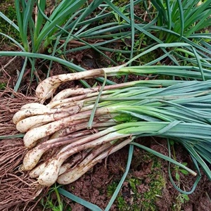 湖南带叶新鲜藠头现挖现发衡阳特产农家自种叫头荞头茭头蔬菜3斤