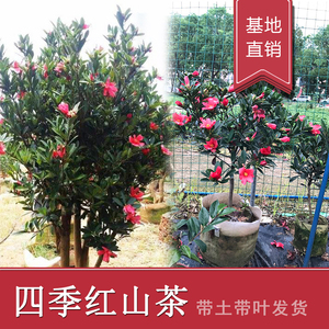 四季杜鹃红山茶茶花苗