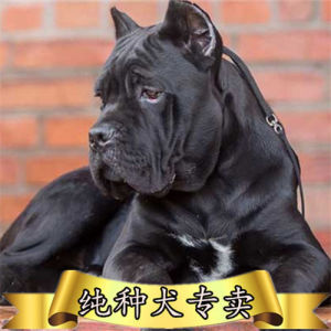 00寒冰xx星星淘宝纯种卡斯罗犬幼犬大型护卫犬活体宠物狗狗巨型犬赛