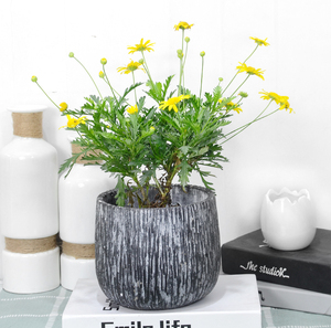 木春菊花园绿植盆栽室内外阳台庭院四季开花卉好养花期长植物