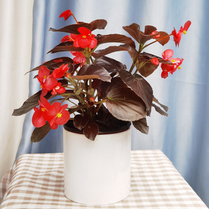 四季玻璃海棠花卉盆栽花园植物阳台绿植庭院窗台金叶子盆栽易养活