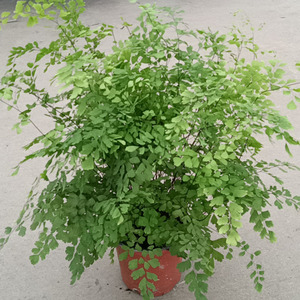 金叶子蕨类植物净化空气盆栽绿植办公花卉耐阴成都金叶子同城送