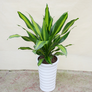 金心也门铁 好养花卉室内盆栽植物 净化空气成都绕城内满150包邮