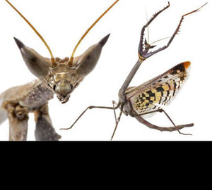 瘤刺螳螂活体兰花螳螂树枝螳螂眼斑螳螂中华大刀螳螂广斧螳螂微距