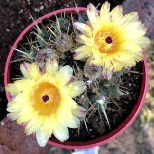 开花仙人球狮子王丸多肉当年开花超级好养除甲醛办公室多肉植物