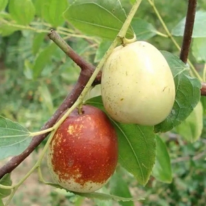 【白枣树】白枣树品牌,价格 - 阿里巴巴