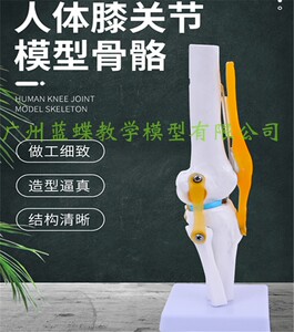 人体膝关节模型 半月板交叉韧带骨科医用教学 可活动膝盖骨骼模型