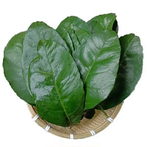 重庆梁平新鲜柚子叶柚叶祈福开运去晦气带枝叶子树叶现摘现发包邮