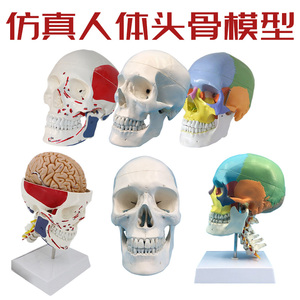 成人1：1头颅骨解剖标本 医学仿真人体头骨模型 可拆卸彩色骷髅头
