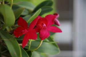 花时代 兰花 卡特兰 红苹果 红色 2.8寸/3.5寸规格随机 包邮