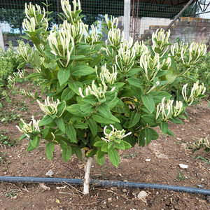 树形金银花树苗金银花苗盆栽地载盆景老桩药用室内外观赏四季爬藤