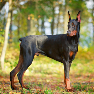 杜宾犬幼犬赛级犬