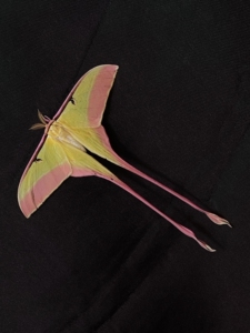 长尾大蚕蛾 幼虫/卵 尾大蚕蛾 长尾天蚕蛾 蚕蛹爬虫爬宠蝴蝶昆虫