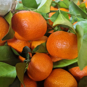 正宗广西沙糖桔当季水果新鲜蜜桔橘子无核砂糖橘十月桔整箱包邮