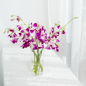 花v兰鲜品云南速递室内植物花卉兰花直发切花洋单鲜花