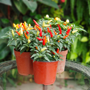 五彩椒盆栽七彩辣椒四季朝天椒辣椒苹果椒蔬菜种苗小米盆栽南方