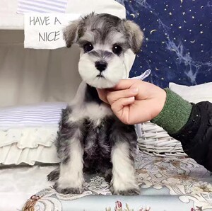 雪纳瑞幼犬活体黑银椒盐白色雪纳瑞迷你小型犬宠物狗雪纳瑞活体