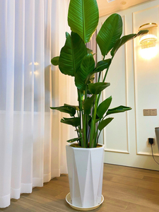 【室内盆栽大植物】室内盆栽大植物品牌,价格 - 阿里巴巴