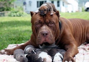 比特犬幼犬纯种 比特犬活体 比特犬幼犬 大型 活体巨型犬猛犬健康