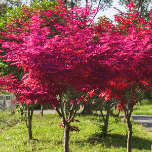 红枫树苗四季红日本红枫树苗三季红庭院名贵苗木别墅绿化园林大树