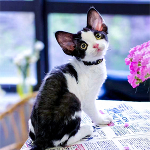 德文卷毛猫幼猫活体纯种宠物猫咪活物黑白开脸琥珀色眼睛赛级猫舍
