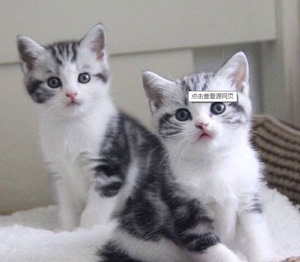 美短加白起司猫美国短毛标斑猫幼猫虎斑猫折耳真猫活体宠物猫