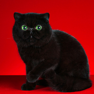 黑色加菲猫宠物猫