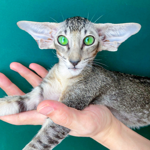 东方短毛猫纯种幼猫活体银虎斑猫咪活物绿眼宠物猫幼崽暹罗猫小猫