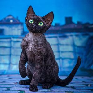 德文卷毛猫幼猫纯黑色赛尔凯克绿眼不掉毛猫咪活物纯种短毛猫活体