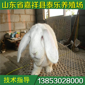 山东公羊兔种兔大型肉兔养殖场提供兔子养殖技术