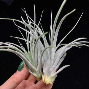 兔子的空气凤梨 休斯顿t.houston无土植物懒人植物办公室阳台