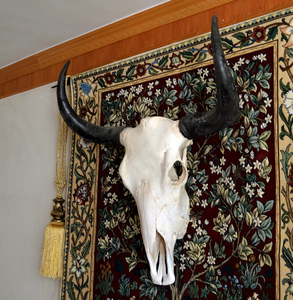 云南天然大牛头骨工艺品 牦牛头骨室内外装饰品 标本店铺墙壁挂饰