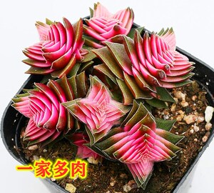 茜之塔锦 多头 群生 小盆栽 多肉植物 花卉绿植