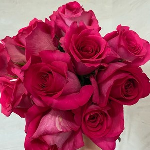 新品 兰蔻御用玫瑰 pink floyd弗洛伊德 玫瑰花苗 月季盆栽