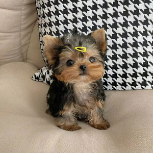 赛级约克夏梗纯种活体幼犬金头银背血统幼崽超小体茶杯犬宠物犬舍