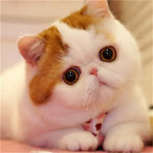 加菲猫活体纯种家养宠物猫小猫咪幼猫幼崽波斯猫公主款短腿大脸猫
