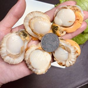 现剥新鲜大号扇贝肉贝类海鲜瑶柱肉 鲜冻无冰衣78元5包/每包250克
