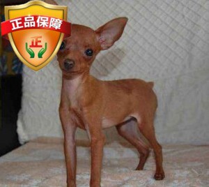 出售袖珍宾莎茶杯长不大迷你宠物纯种铁包金小鹿犬各种幼犬狗活体