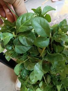 新鲜野生苦刺叶三叶五加苦刺茶,苦刺根,白簕花,枝叶发货500克