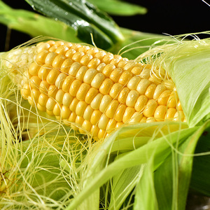 海南水果玉米新鲜甜玉米甜糯有营养生吃玉米棒子 苞米