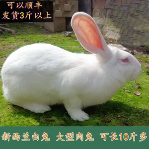 大兔子活物新西兰白兔比利时大型肉兔成年种兔可繁殖食用肉兔活体