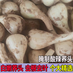 农家自种荞头现挖现发藠头新鲜当季野生蒜头腌制泡菜材料炒腊肉