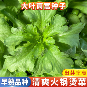 大叶茼蒿菜种籽皇帝菜种小叶花叶中叶茼蒿菜籽种茼耗秋后菜园种子