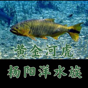 000人付款淘宝黄金河虎鱼黄尾河虎鱼 红尾河虎鱼 南美洲加拉辛科ck