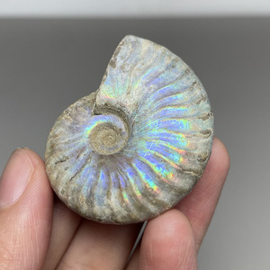 天然带彩斑彩螺化石 未镶嵌吊坠 古生物 螺标本 斑彩石